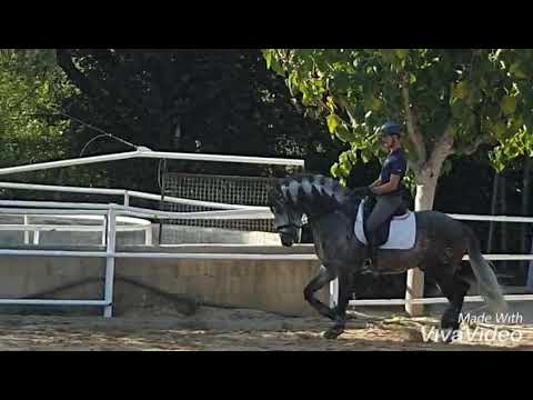 New baroque 6 yr old pre stallion for sale.