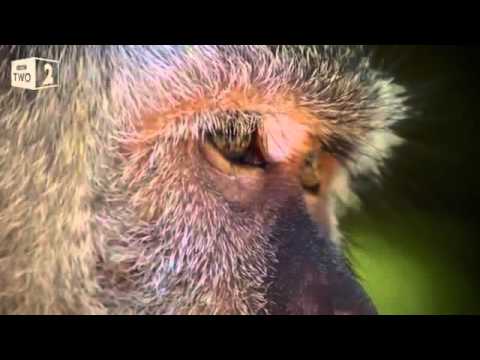 Why are these monkeys stealing from tourists   World's Sneakiest Animals Episode 2 Preview   BBC