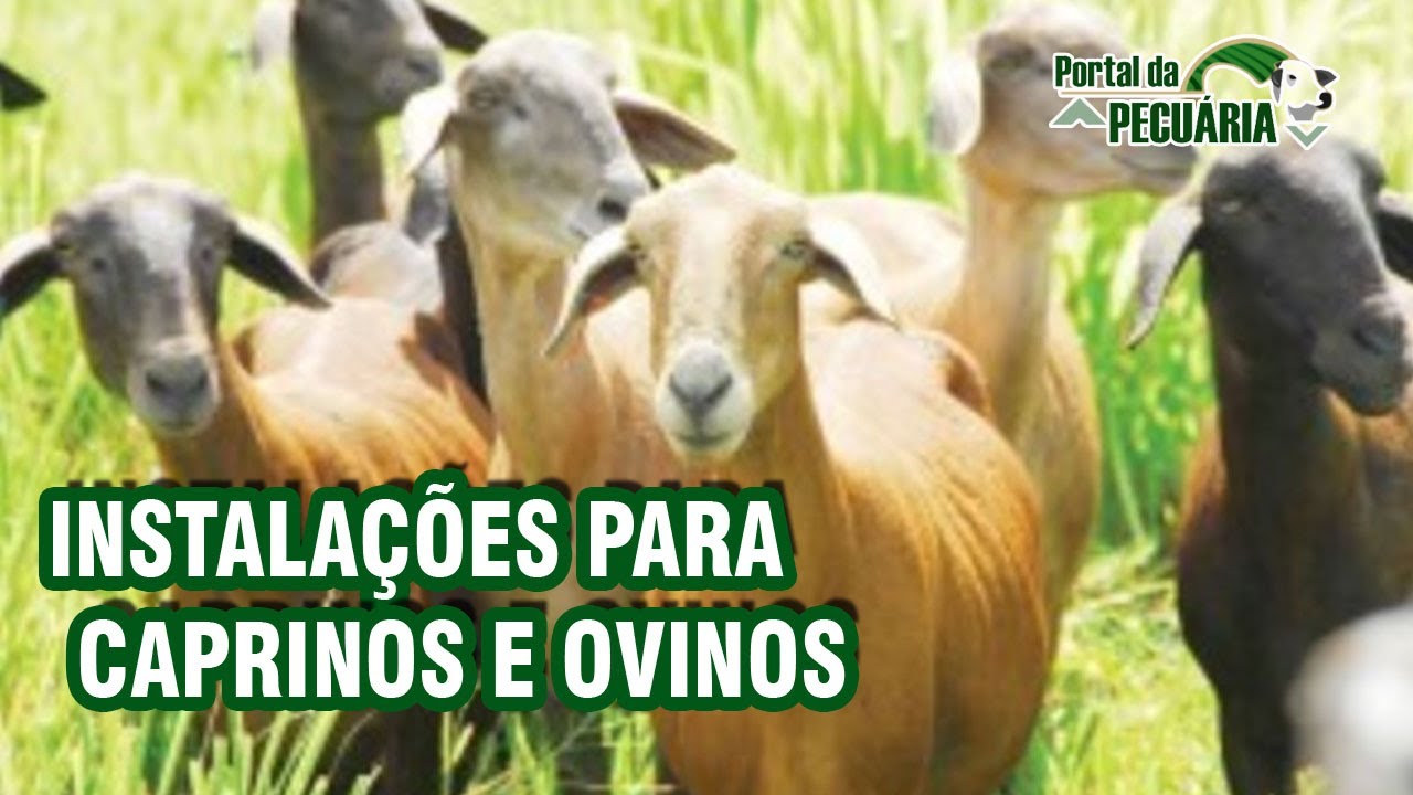 Instalações para caprinos e ovinos