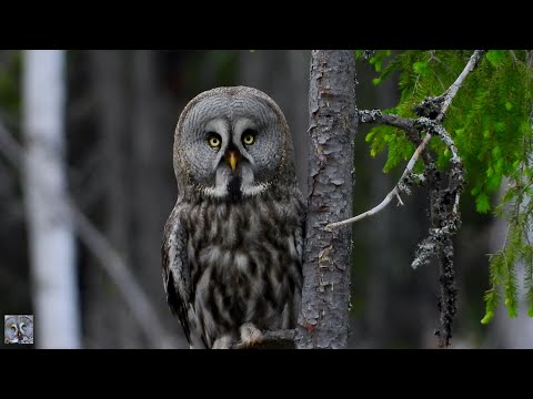Great grey owl hunting,Lappugle jakter,Бородатая неясыть охотыр,Bartkauz,Laplanduil,superzoom