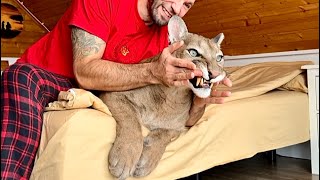 Домашняя пума и её ураган эмоций! Пума Месси пытался разнести комнату, мебел?