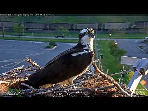 Hellgate Osprey Iris