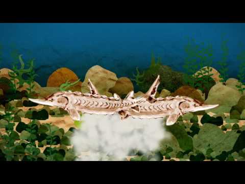 Durch Zeit und Fluss: Auf Wanderschaft mit dem Stör (Wanderfisch) +++ Fast Forward Science 2017