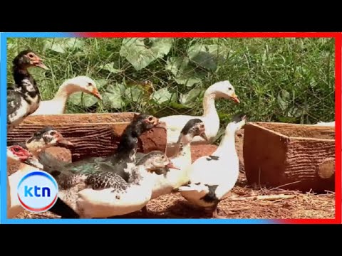 Geese and duck farming || Farm Kenya