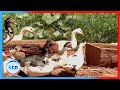 Geese And Duck Farming Farm Kenya