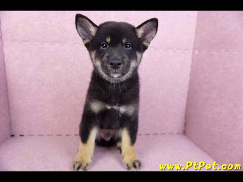 10/15黑色柴犬公幼犬(基隆七堵)