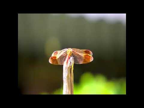 Manjusha Gore Live Stream