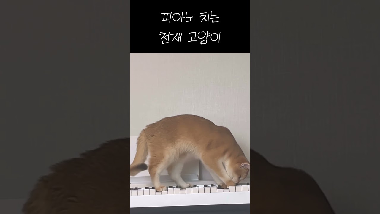 고양이별로 간 날라를 위한 세레나데 #cat #고양이 #cute #피아노