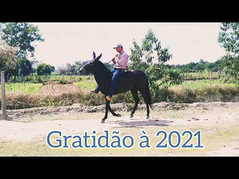Cavalo em 2021 I Paulo Mori