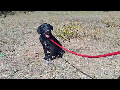 Vídeo de DJANGO