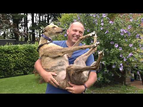 PATRICK JANSSENS - AFFLECK LADY - REGENCY