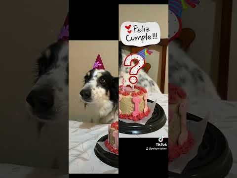 Happy Birthday Hermosa..!! 💜#pastelperruno #petsparty  #happybirthday #viral #dog #hashtag #reels