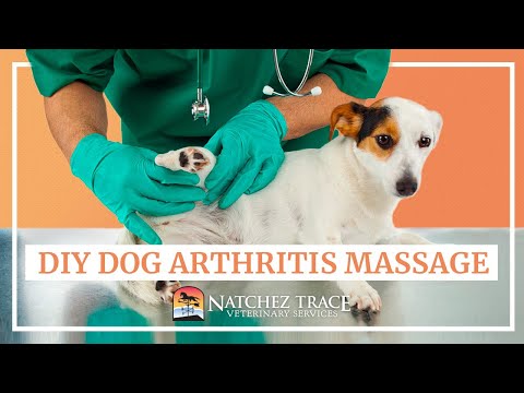 Gentle Chehalis Massage For Pets