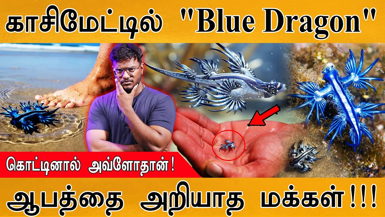 காசிமேட்டில் கிடந்த Blue Dragon | கடித்தால் அவ்ளோதான் | ஆபத்
