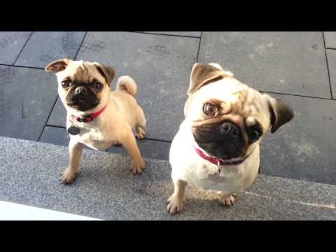 Meine Möpse :) Mops und Mopswelpe