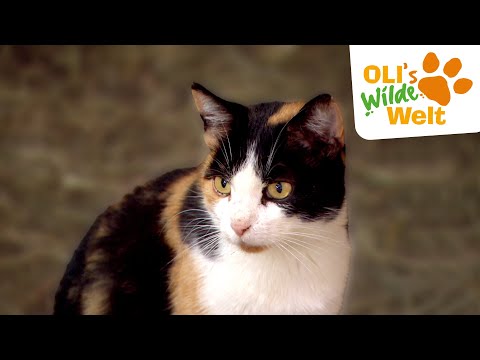Die faszinierenden Sinne der Katzen | OLI's Wilde Welt