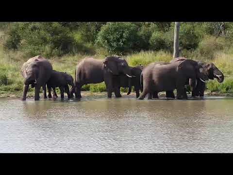 Djuma: Elephant herd comes for a drink - 14:40 - 04/16/20