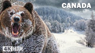 FROZEN CANADA | Extreme Survival at -40°C in the Most Brutal Cold | Nature Animal Documentary