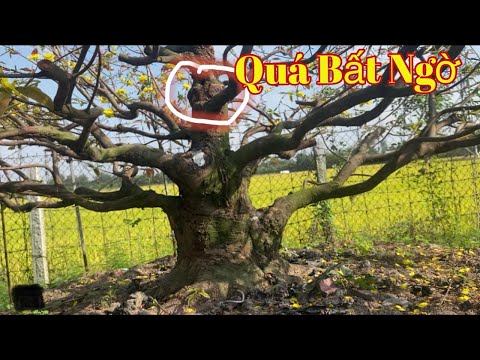 See the results of growing 4 limbs in a large cross section after 4 years