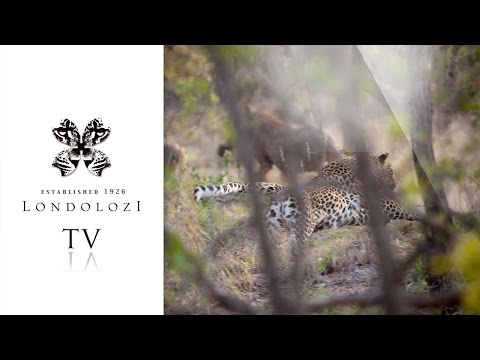 Leopard Kill in Slow Motion - Londolozi TV