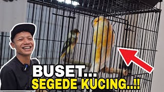 Download lagu COBA LURR...BEDAKAN YS HARGA 4,5 JT DENGAN YS HARGA....?? mp3 Download lagu COBA LURR...BEDAKAN YS HARGA 4,5 JT DENGAN YS HARGA....?? mp3