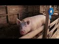 Charlotte S Web Uncle The Pig Got 1st Prize Already