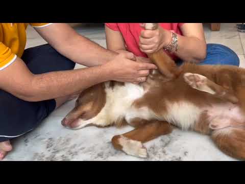 #Lung (Lu)Meridian in Canine Acupressure,#Dog #Acupuncture