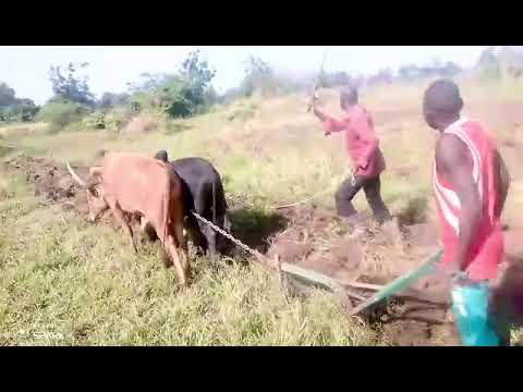 New Ox team prepares the land for Elephant grass planting.