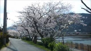 preview picture of video 'Sakura Road in Hagi city Yamaguchi-ken Japan'