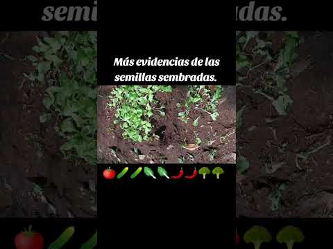 ‼️Semillas sembradas ‼️Piribebuy departamento de la Cordillera / MEP