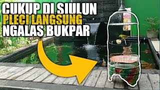 Download lagu Cukup dengan siulan burung Pleci langsung gacor mp3
