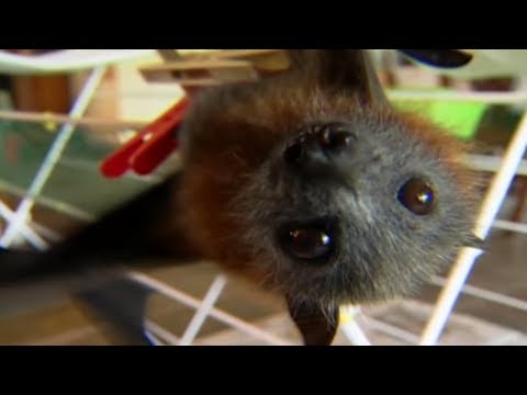 Flying Fox Fairy Tale 🦇| Bat Documentary | Natural History Channel