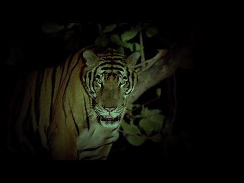 Tropical Malady | สัตว์ประหลาด (2004) - Tiger Scene