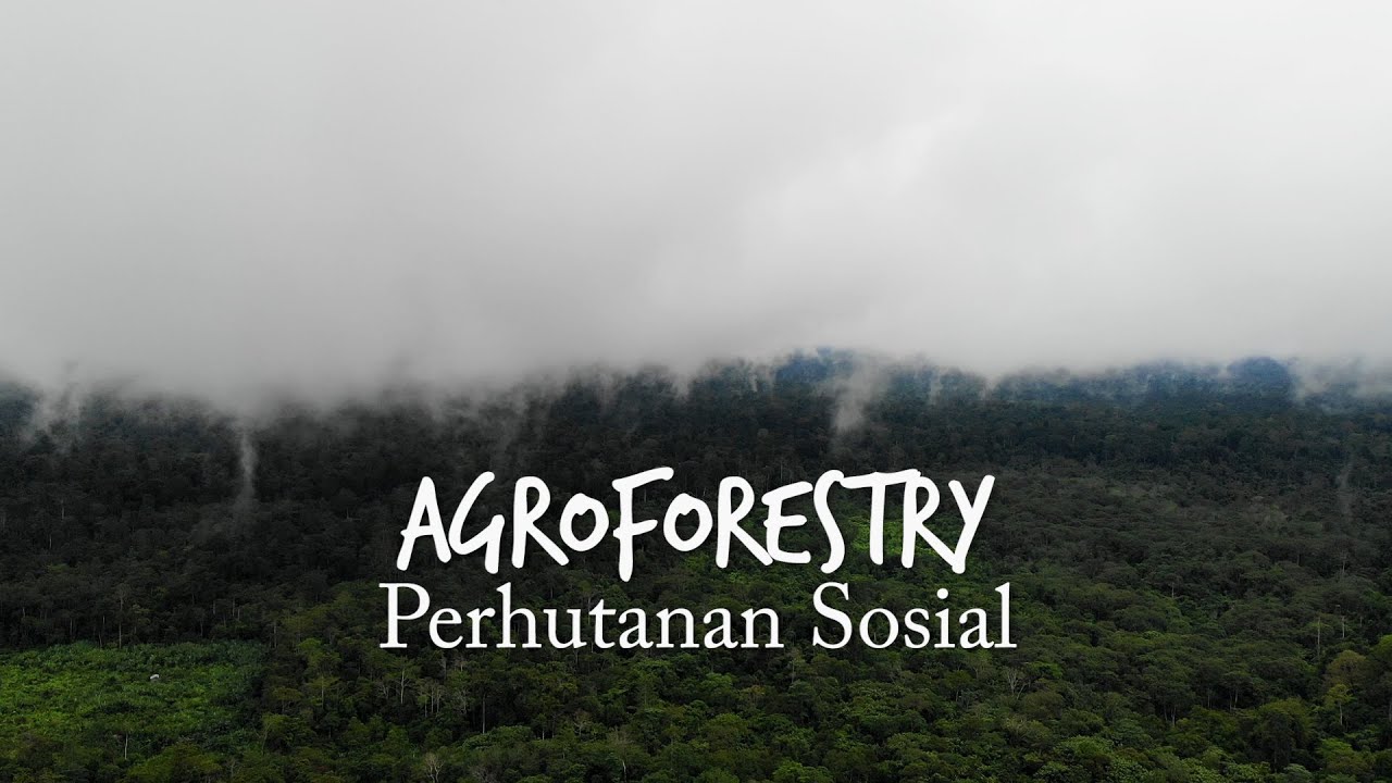 Agroforestry Perhutanan Sosial