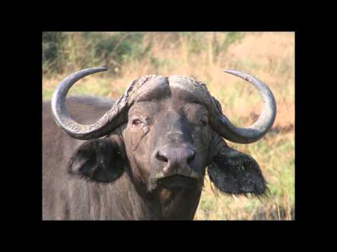 Edzio - Stoję pod Twoim domem (prod. Piotras)