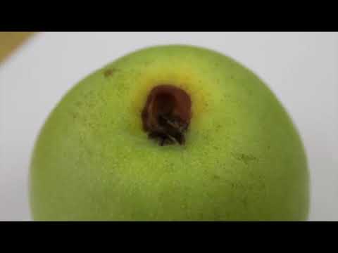 Reč struke ep. 166 03.04.2018. - Zaštita jabučastog voća