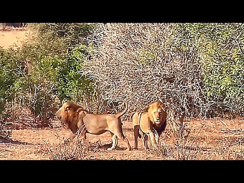 Ndhzenga Male Lions Reunion | Sabi Sands | 23 August 2025