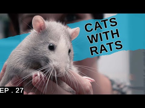 Keeping rats with our Siamese Cat (Safety precautions)