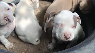 Cachorros Pitbull Blancos 1 mes y medio de Crecimiento
