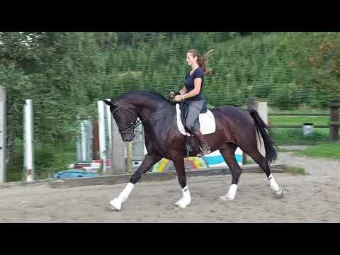 4 jähriger Wallach                  von Dark Dressed Man    (Desperados x Don Frederico)