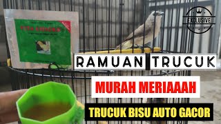 Download lagu Herbs for Trucukan so that it sings well and is healthy and not stressed mp3 Download lagu Herbs for Trucukan so that it sings well and is healthy and not stressed mp3