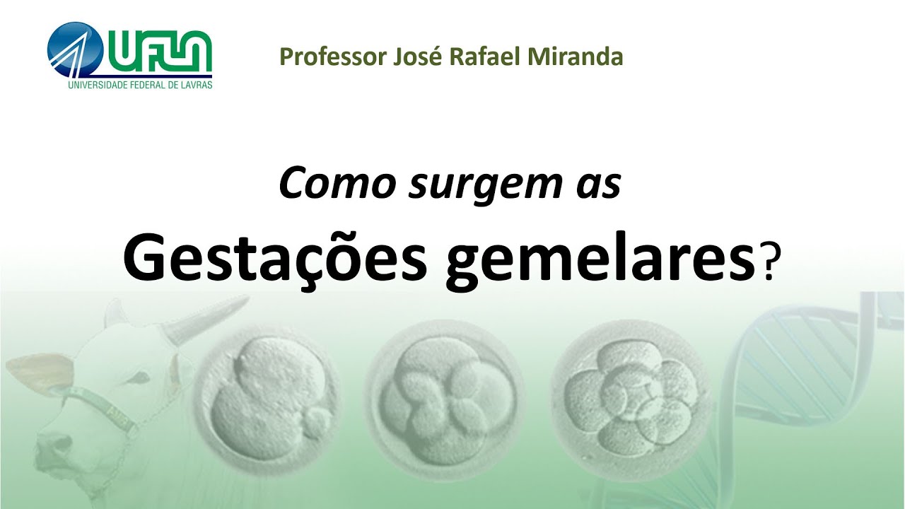 Como surgem as gestações gemelares?