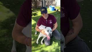 Video preview image #1 Mutt Puppy For Sale in Pasadena, CA, USA