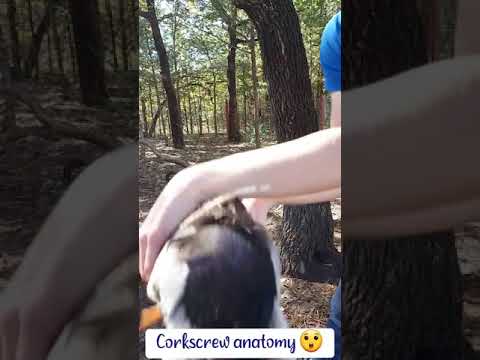 This Will Blow Your Mind! #shorts #trending #farm #ducks #funny #mating