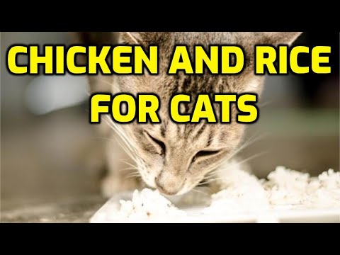 Will Chicken And Rice Help Cats With Diarrhea?