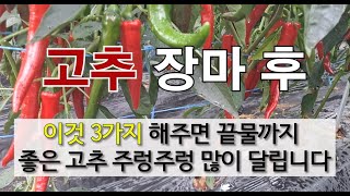 고추 장마 후 이것 3가지 해주면 끝물까지 좋은 고추 주렁주렁 많이 달립니다. #고추 수확 #고추 탄저병 치…