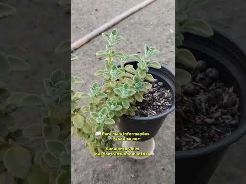 🌿 Suculenta Vicks: Parece comum, mas seu cheiro lembra mentol e cânfora | Carutapera-MA