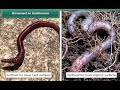 Movement in Earthworm