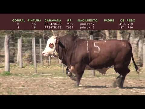 Lote TOROS BRAFORD "SAN PEDRO/LA LUCILA"