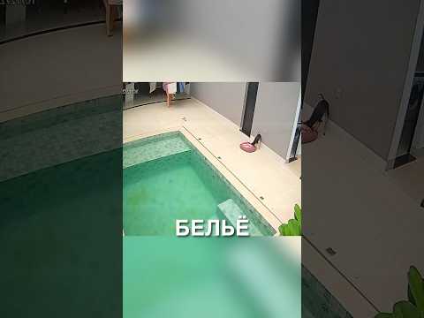 Самый умный пёсик 😲 #истории #история #новости #новость #shorts